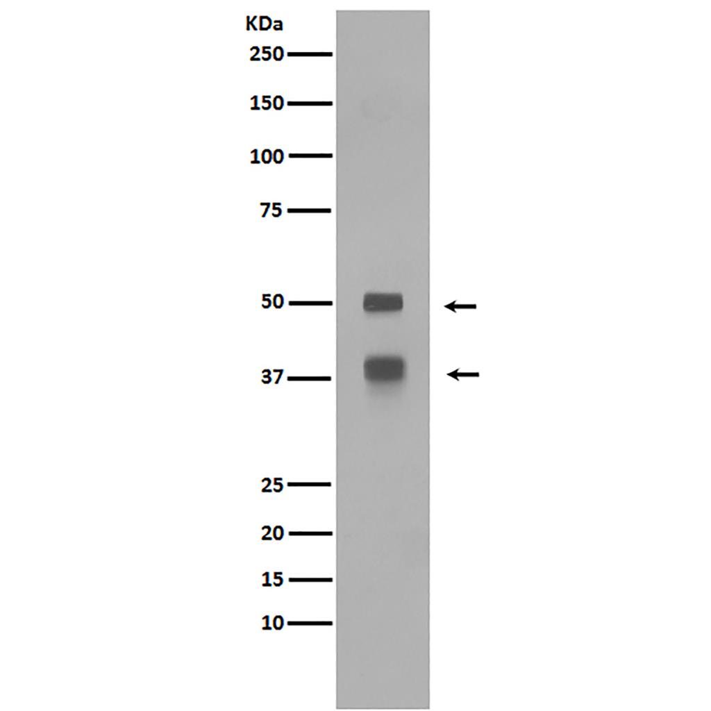 LEF1 Rabbit Polyclonal Antibody | 兔多抗 | EnkiLife恩玑生命