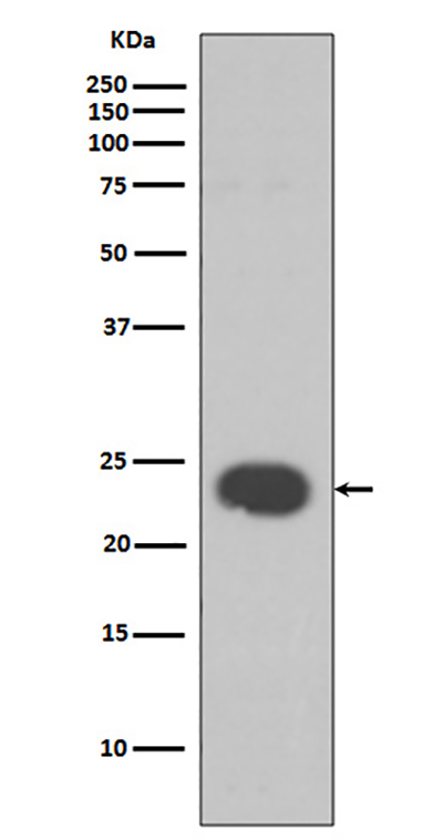 HP1 alpha Rabbit Polyclonal Antibody | 兔多抗 | EnkiLife恩玑生命