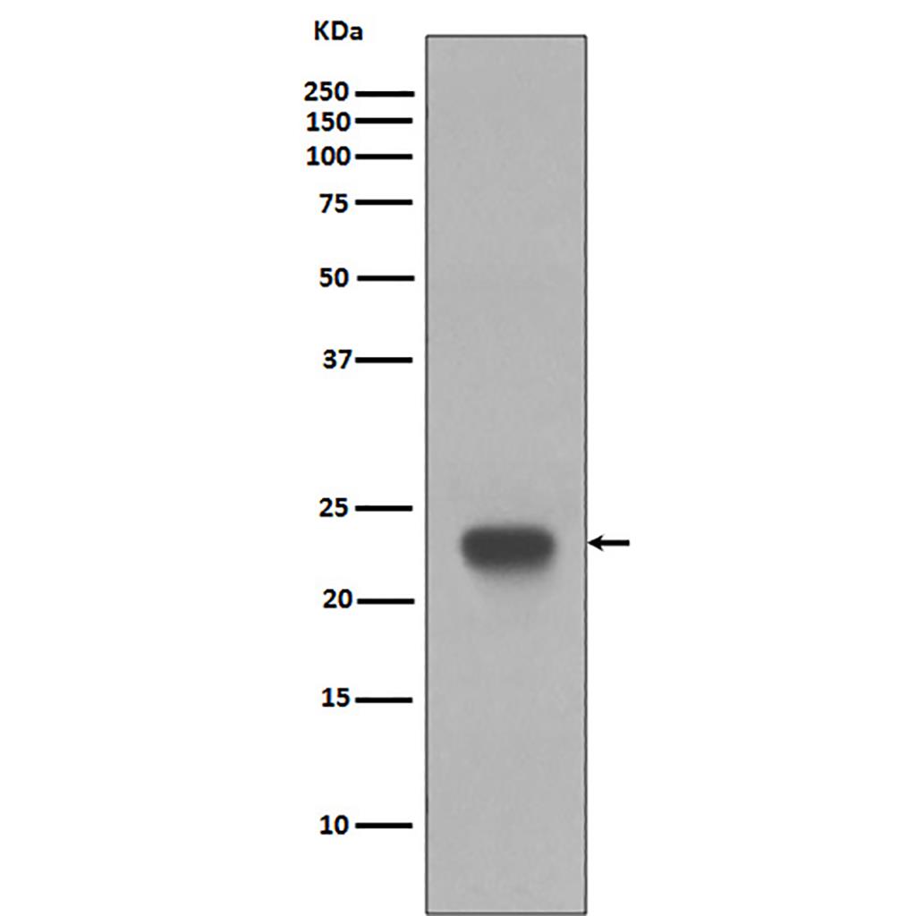 CD3 epsilon Rabbit Polyclonal Antibody | 兔多抗 | EnkiLife恩玑生命