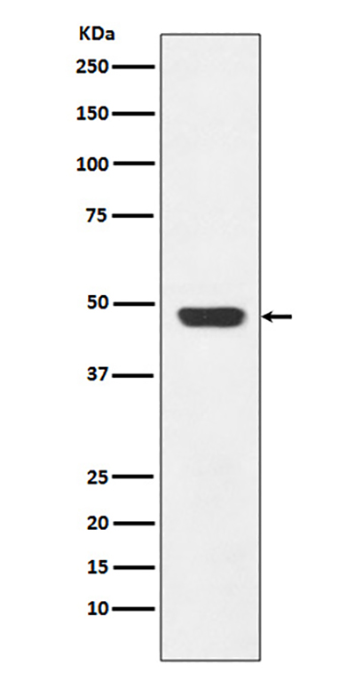 GAP43 Rabbit Polyclonal Antibody | 兔多抗 | EnkiLife恩玑生命