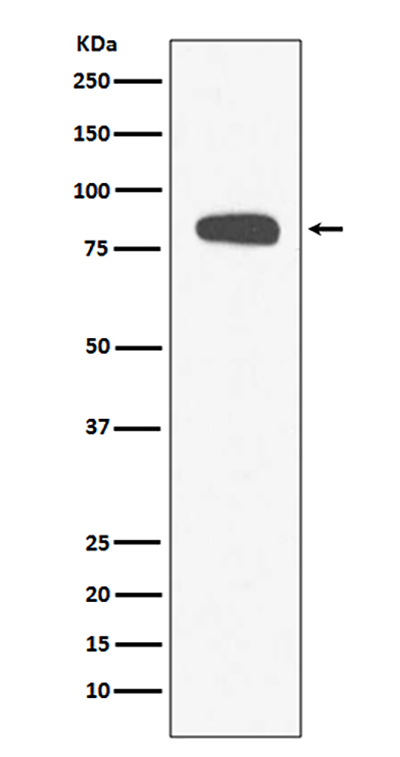Stromal Interaction Molecule 1 Rabbit Polyclonal Antibody | 兔多抗 | EnkiLife恩玑生命