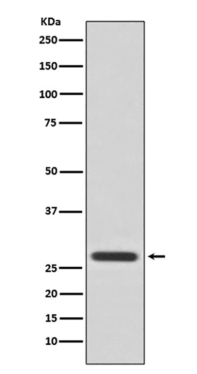 14-3-3 theta Rabbit Polyclonal Antibody | 兔多抗 | EnkiLife恩玑生命