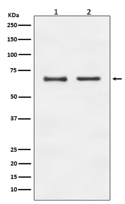 E2F1 Rabbit Polyclonal Antibody | 兔多抗 | EnkiLife恩玑生命