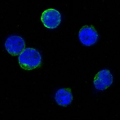 Bid Rabbit Polyclonal Antibody | 兔多抗 | EnkiLife恩玑生命