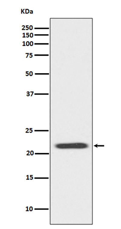 Bid Rabbit Polyclonal Antibody | 兔多抗 | EnkiLife恩玑生命