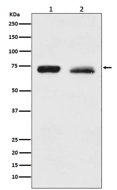 NF2 Rabbit Polyclonal Antibody | 兔多抗 | EnkiLife恩玑生命