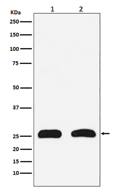HMGB2 Rabbit Polyclonal Antibody | 兔多抗 | EnkiLife恩玑生命