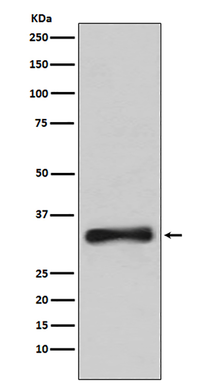 Emerin Rabbit Polyclonal Antibody | 兔多抗 | EnkiLife恩玑生命
