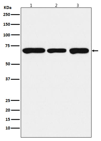 PCK2 Rabbit Polyclonal Antibody | 兔多抗 | EnkiLife恩玑生命