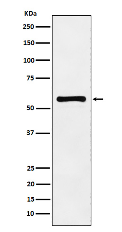 PAK2 Rabbit Polyclonal Antibody | 兔多抗 | EnkiLife恩玑生命
