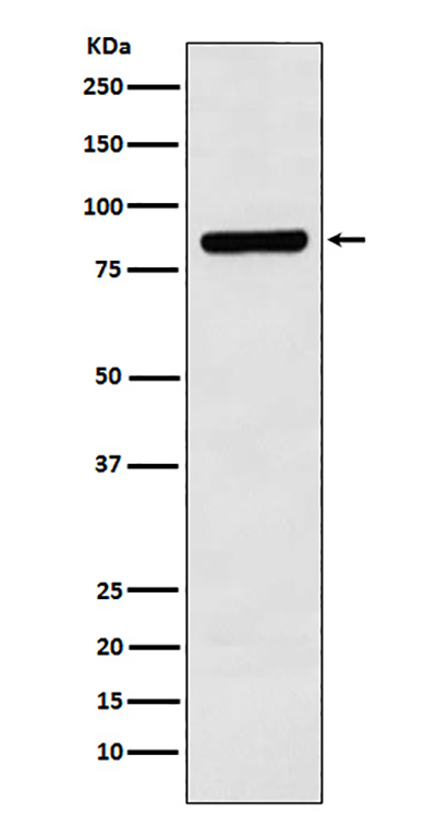 Cullin 3 Rabbit Polyclonal Antibody | 兔多抗 | EnkiLife恩玑生命