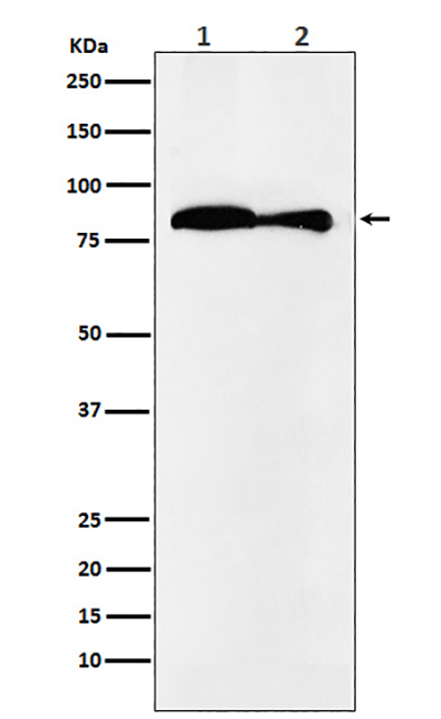 VPS35 Rabbit Polyclonal Antibody | 兔多抗 | EnkiLife恩玑生命