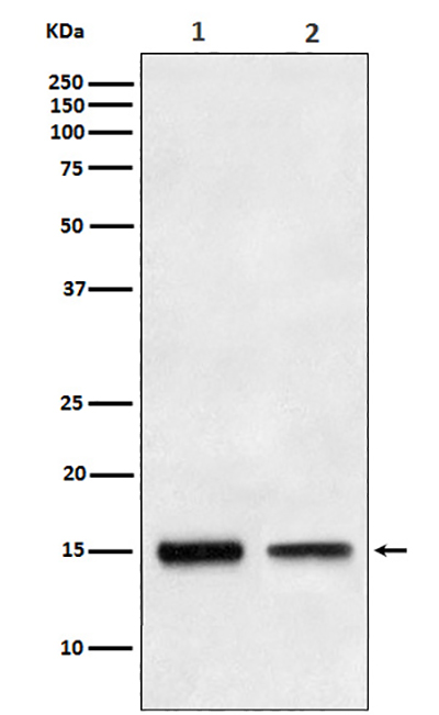 TGF alpha Rabbit Polyclonal Antibody | 兔多抗 | EnkiLife恩玑生命