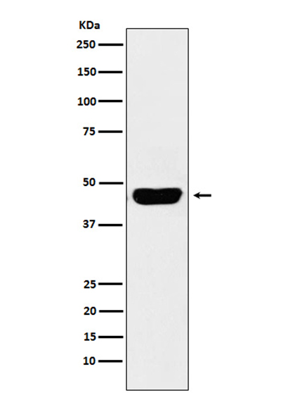 CD134/OX40L Recepter Rabbit Polyclonal Antibody | 兔多抗 | EnkiLife恩玑生命