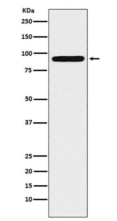 ALDH1L1 Rabbit Polyclonal Antibody | 兔多抗 | EnkiLife恩玑生命