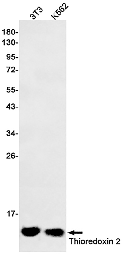 Thioredoxin 2 Rabbit Polyclonal Antibody | 兔多抗 | EnkiLife恩玑生命