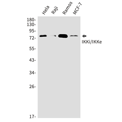 IKK epsilon Rabbit Polyclonal Antibody | 兔多抗 | EnkiLife恩玑生命