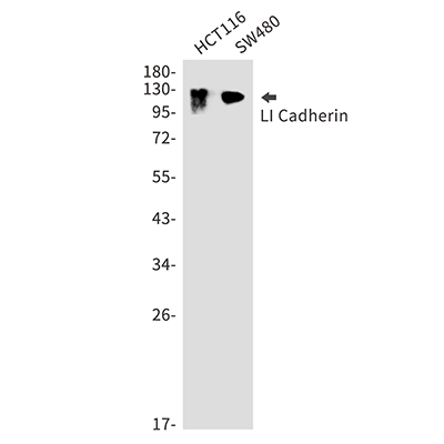 LI Cadherin Rabbit Polyclonal Antibody | 兔多抗 | EnkiLife恩玑生命