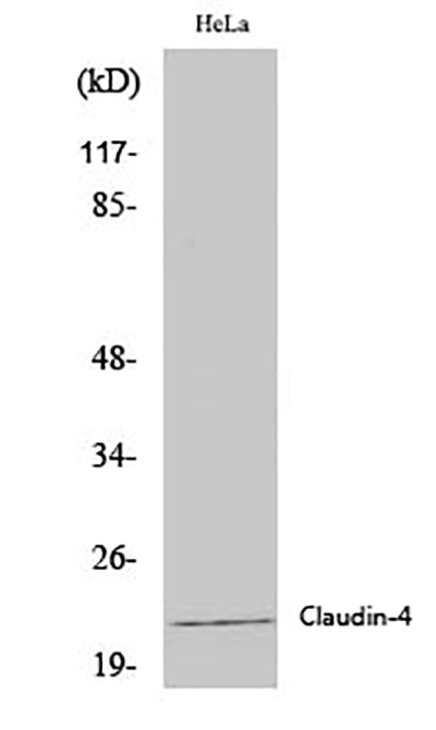 Claudin 4 Rabbit Polyclonal Antibody | 兔多抗 | EnkiLife恩玑生命