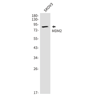 MDM2 Rabbit Polyclonal Antibody | 兔多抗 | EnkiLife恩玑生命