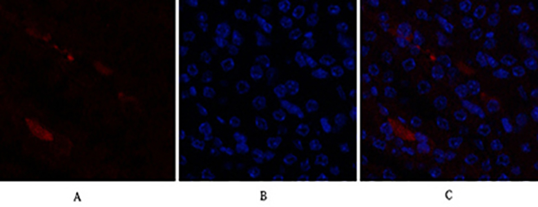 p21 Rabbit Polyclonal Antibody | 兔多抗 | EnkiLife恩玑生命