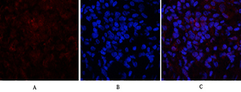 p21 Rabbit Polyclonal Antibody | 兔多抗 | EnkiLife恩玑生命
