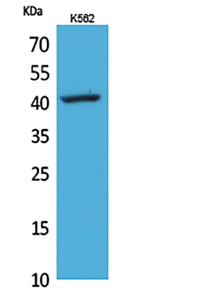 CD62L Rabbit Polyclonal Antibody | 兔多抗 | EnkiLife恩玑生命