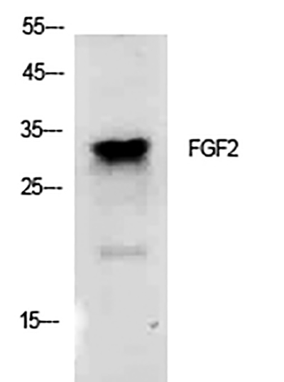 FGF2 Rabbit Polyclonal Antibody | 兔多抗 | EnkiLife恩玑生命