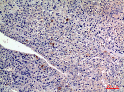 FGF2 Rabbit Polyclonal Antibody | 兔多抗 | EnkiLife恩玑生命