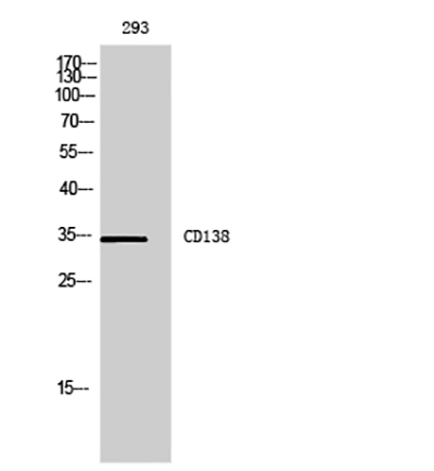 Syndecan 1 Rabbit Polyclonal Antibody | 兔多抗 | EnkiLife恩玑生命