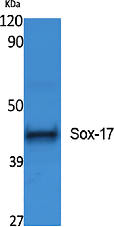 SOX17 Rabbit Polyclonal Antibody | 兔多抗 | EnkiLife恩玑生命