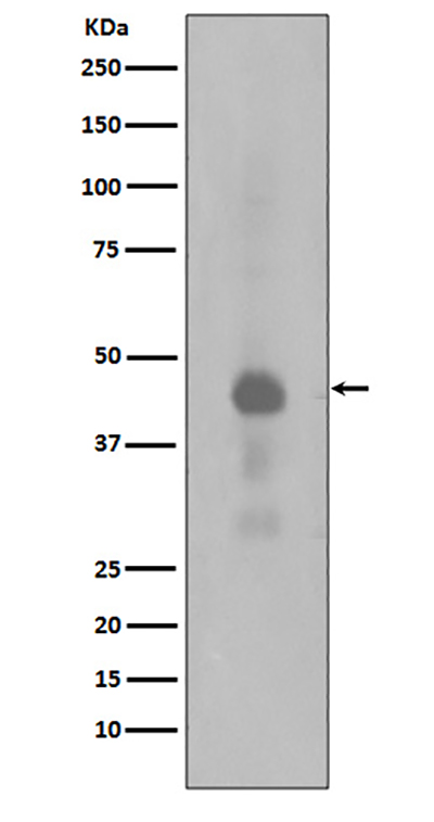 Phospho-CREB (Ser133) Rabbit Polyclonal Antibody | 兔多抗 | EnkiLife恩玑生命