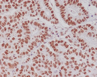Phospho-CREB (Ser133) Rabbit Polyclonal Antibody | 兔多抗 | EnkiLife恩玑生命
