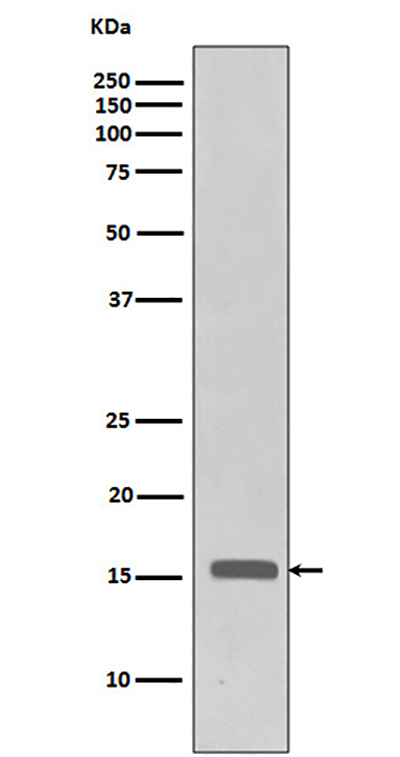 Phospho-Histone H3 (Thr3) Rabbit Polyclonal Antibody | 兔多抗 | EnkiLife恩玑生命