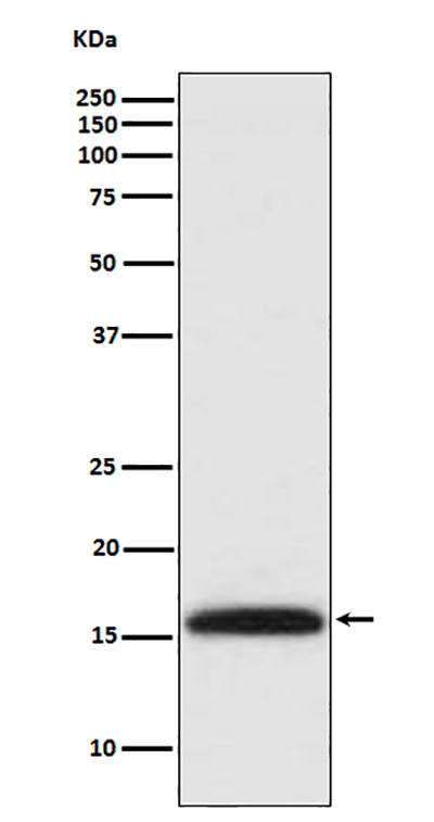 DiMethyl-Histone H3 (Lys4) Rabbit Polyclonal Antibody | 兔多抗 | EnkiLife恩玑生命
