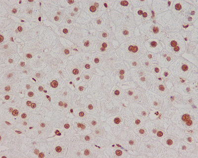 DiMethyl-Histone H3 (Lys4) Rabbit Polyclonal Antibody | 兔多抗 | EnkiLife恩玑生命