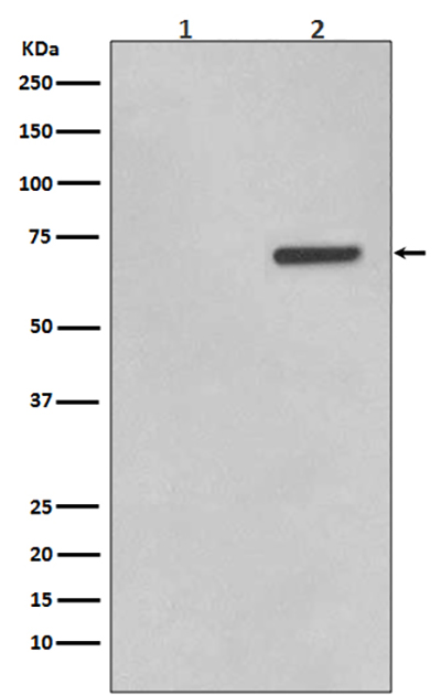 Phospho-ATF2 (Thr71) Rabbit Polyclonal Antibody | 兔多抗 | EnkiLife恩玑生命