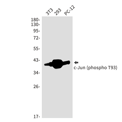 Phospho-c-Jun (Thr93) Rabbit Polyclonal Antibody | 兔多抗 | EnkiLife恩玑生命
