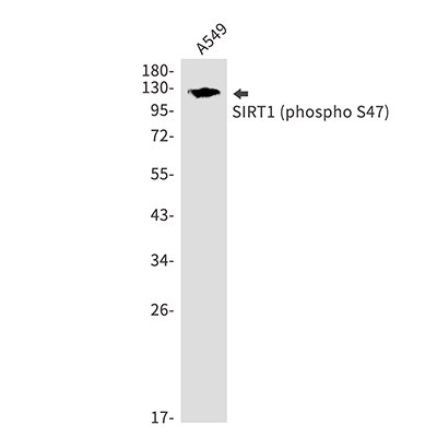 Phospho-SIRT1 (Ser47) Rabbit Polyclonal Antibody | 兔多抗 | EnkiLife恩玑生命