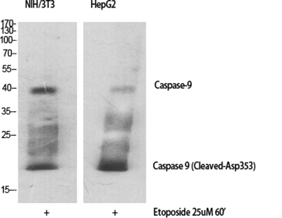 Cleaved-Caspase 9 Rabbit Polyclonal Antibody | 兔多抗 | EnkiLife恩玑生命