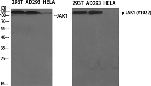 Phospho-JAK1 (Tyr1022) Rabbit Polyclonal Antibody | 兔多抗 | EnkiLife恩玑生命