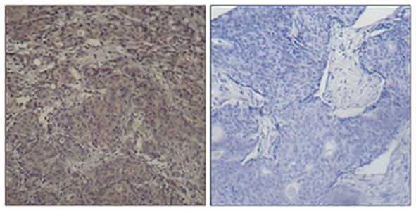 Phospho-CREB (Ser142) Rabbit Polyclonal Antibody | 兔多抗 | EnkiLife恩玑生命