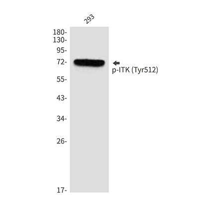 Phospho-ITK (Tyr512) Rabbit Polyclonal Antibody | 兔多抗 | EnkiLife恩玑生命