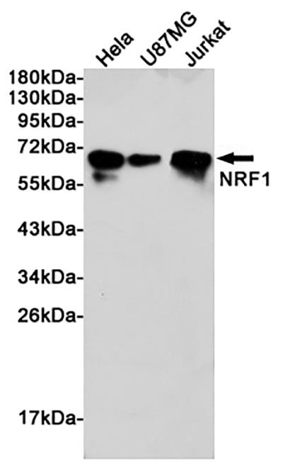 Nrf1 Rabbit Polyclonal Antibody | 兔多抗 | EnkiLife恩玑生命
