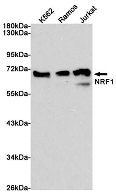 Nrf1 Rabbit Polyclonal Antibody | 兔多抗 | EnkiLife恩玑生命