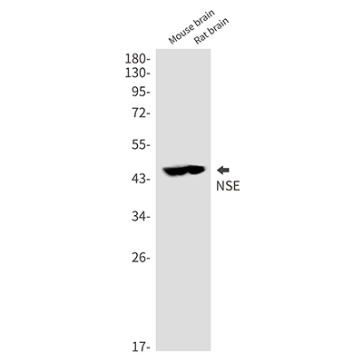 NSE Rabbit Polyclonal Antibody | 兔多抗 | EnkiLife恩玑生命