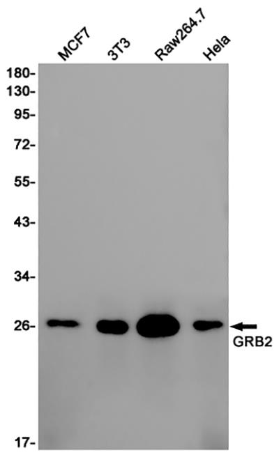 GRB2 Rabbit Polyclonal Antibody | 兔多抗 | EnkiLife恩玑生命