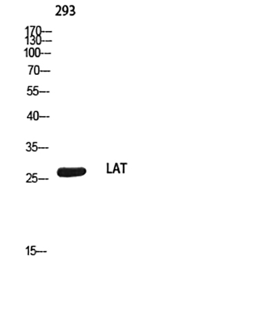 LAT Rabbit Polyclonal Antibody | 兔多抗 | EnkiLife恩玑生命