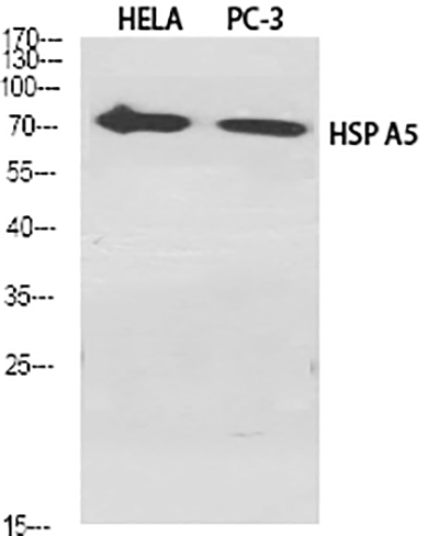 GRP78 BiP Rabbit Polyclonal Antibody | 兔多抗 | EnkiLife恩玑生命
