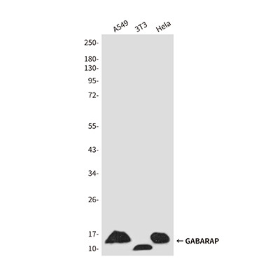 GABARAP Rabbit Polyclonal Antibody | 兔多抗 | EnkiLife恩玑生命